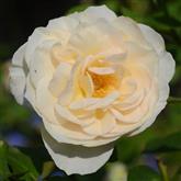Perdita Rose Flower Essence