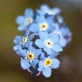 Forget Me Not Flower Essence