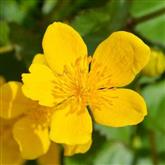 Marsh Marigold Flower Essence