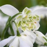 Snowdrop Flower Essence