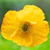 Poppy - Yellow - Flower Essence
