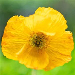 Poppy (Yellow) Flower Essence
