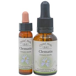 Clematis - Bach Flower Remedies