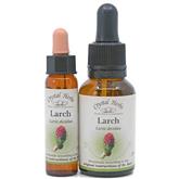 Larch - Bach Flower Remedies