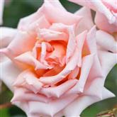 Compassion Rose - Flower Essence