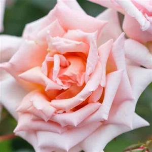 Compassion Rose Flower Essence