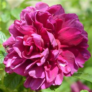 Rosa De l'Hay Flower Essence