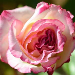 Handel Rose - Flower Essence