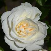 Iceberg Rose - Flower Essence