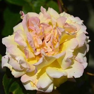 Peace Rose Flower Essence