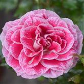 Regensberg Rose Flower Essence