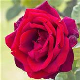 Ruby Red Rose - Flower Essence