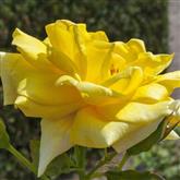 Sunblest Rose - Flower Essence