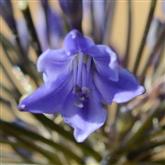 Agapanthus - Flower Essence