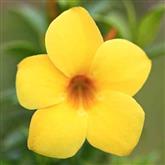 Allamanda - Flower Essence