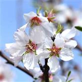 Almond - Flower Essence