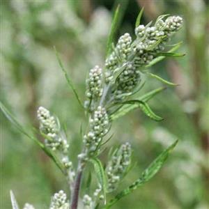 Artemisia Flower Essence