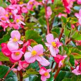 Begonia - Flower Essence