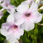 Bignonia Flower Essence