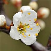 Blackthorn - Flower Essence