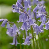 Bluebell - Flower Essence