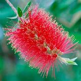 Bottlebrush ( Red ) - Flower Essence
