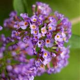 Buddleia - Flower Essence