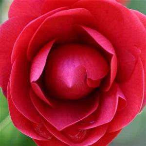 Camellia Flower Essence