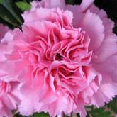 Carnation - Flower Essence