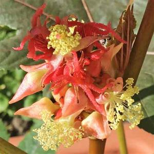 Castor Oil Plant Flower Essence