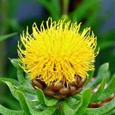 Centaurea - Flower Essence
