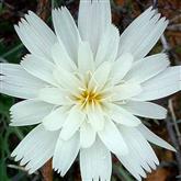 Chicory (White) Flower Essence