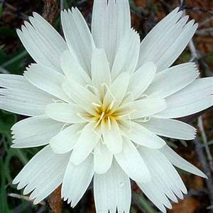Chicory (White) Flower Essence