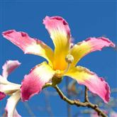 Chorisia Speciosa - Flower Essence
