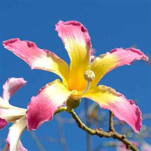 Chorisia Speciosa Flower Essence