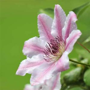 Clematis Nellie Moser Flower Essence