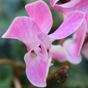 Cyclamen - Flower Essence