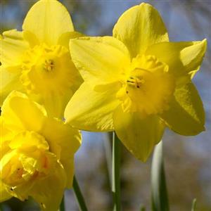 Daffodil Flower Essence