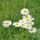 Daisy - Flower Essence