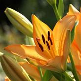 Day Lily Flower Essence