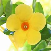 Dipladenia - Yellow - Flower Essence