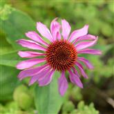 Echinacea - Flower Essence