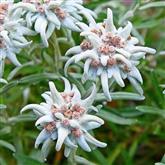 Edelweiss Flower Essence