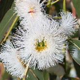 Eucalyptus - Flower Essence