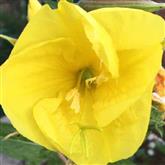 Evening Primrose Flower Essence