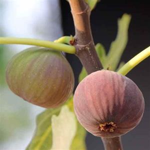 Fig - Flower Essence
