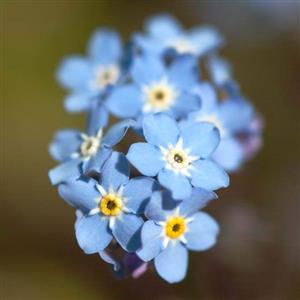 Forget Me Not Flower Essence