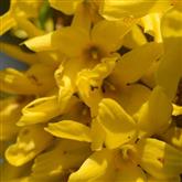 Forsythia - Flower Essence