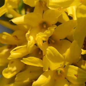Forsythia Flower Essence