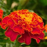 French Marigold - Flower Essence